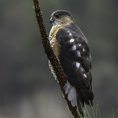 Sharp-shinned hawk. Photo: Kris Kristovich.