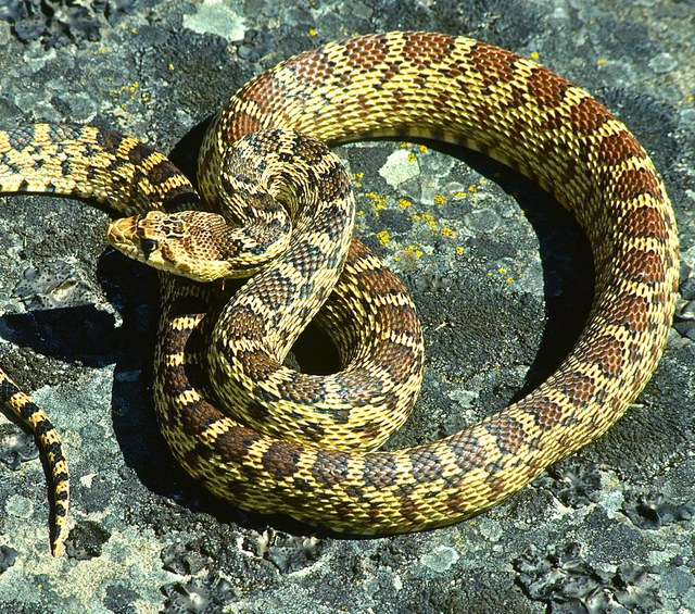 Gopher snake or rattler? — Deschutes Land Trust