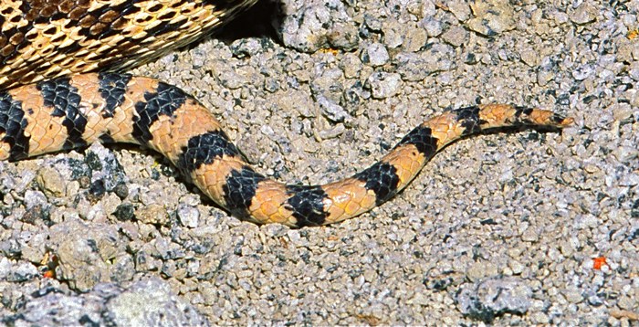 A gopher snake tail lacks the rattles you would find on a rattlesnake. Photo: Alan St. John.