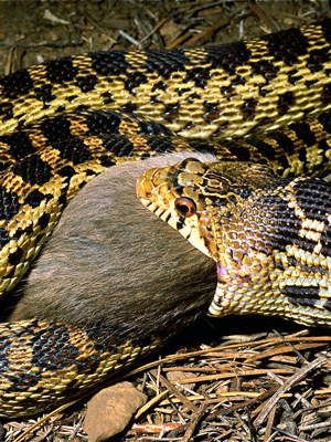 Gopher snake swallowing a rat. Photo: Alan St. John.