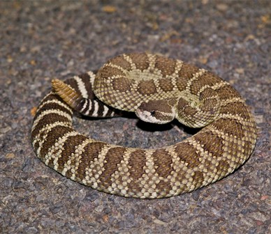 Was it a rattlesnake like this one on her patio? Photo: Alan St. John.