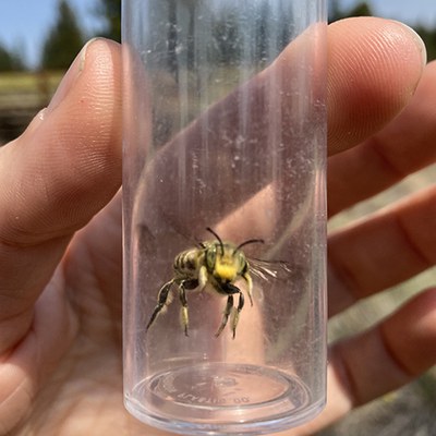 A male bee with pollen on its nose. Photo: Land Trust.