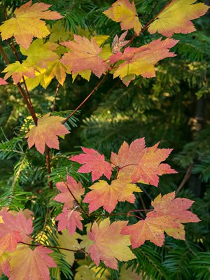 Look for the palm-shaped leaves of the vine maple on your next fall hike. Photo: Tim Cotter.