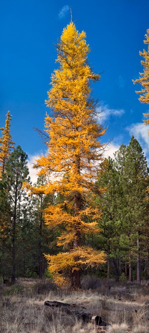 Western larch have a slender profile. Photo: Jay Mather.