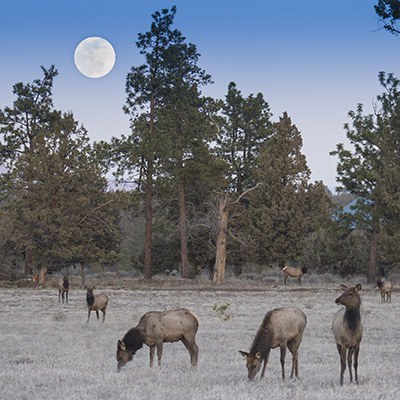 Elk forage for food in a meadow in Central Oregon. Photo: Blake Boyd.