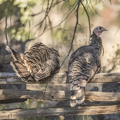 Female turkeys sit on a fence at Camp Polk Meadow Preserve. Photo: Angela Bohlke.