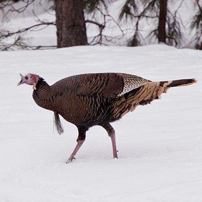 Look at that beard and snood! Photo: Robin Wetherbee.