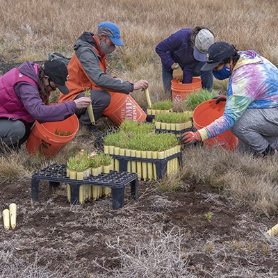 Volunteers help with a planting at Indian Ford Meadow Preserve. Photo: Rick Dingus.
