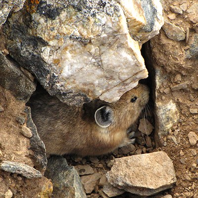 I mean, just look at those cute ears! Photo: Andrew Goldstein.