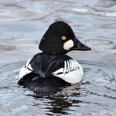 Common goldeneye. Photo: Chuck Gates.