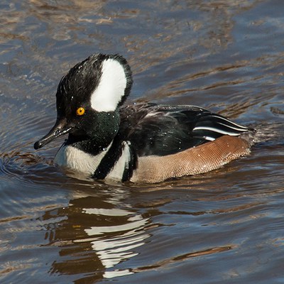 Hooded merganser. Photo: John Williams.