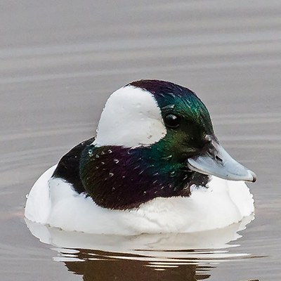 Bufflehead. Photo: John Williams.