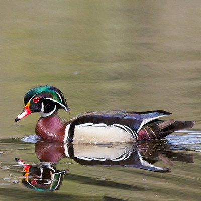 Wood duck. Photo: John Williams.