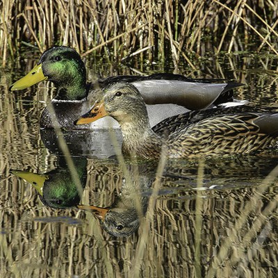 A male and female mallard. Photo: Kris Kristovich.