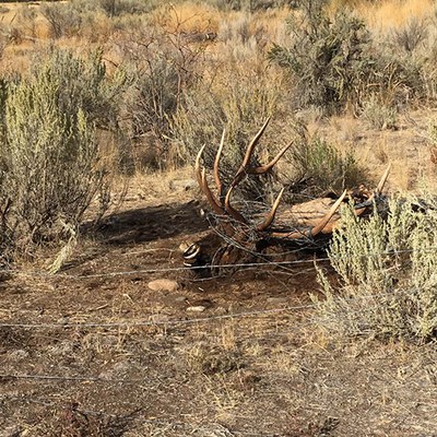An elk that got tangled up in a fence. Photo: Land Trust.