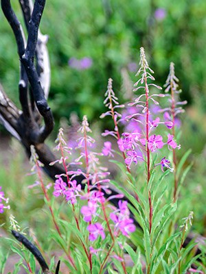 Fireweed blooms in Skyline Forest. Photo: Malcolm Lowery.