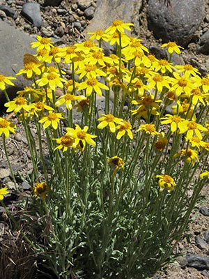 Native plants come in all sorts of colors and sizes, like this stunning Oregon sunshine. Photo: MA Willson.