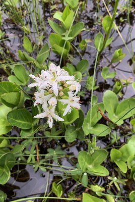 The unusual white buckbean in the fen at the Metolius River Preserve. Photo: Land Trust.