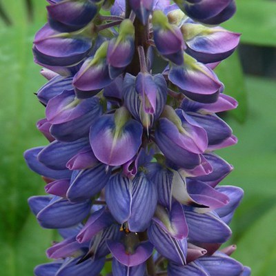 Lupine blooms at the Metolius River Preserve. Photo: Carol Moorehead.