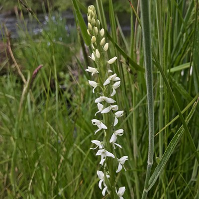 Bog orchid blooms at Spring Creek. Photo: Joan Amero.