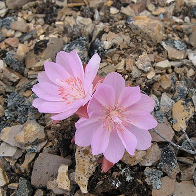 Bitterroot blooms at Coffer Ranch. Photo: Land Trust.