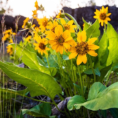 Arrowleaf balsamroot blooms at Whychus Canyon Preserve. Photo: Tyler Roemer.