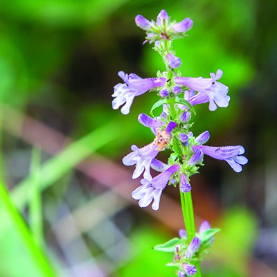 Peck's penstemon. Photo: John Williams.