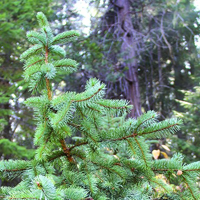 Engelmann spruce. Photo: Land Trust.