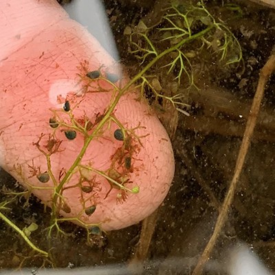 Carnivorous bladderwort. Photo: Land Trust.