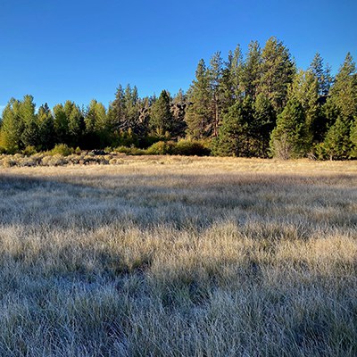 Dry grasses like these can ignite under your hot parked car. Photo: Joan Amero.