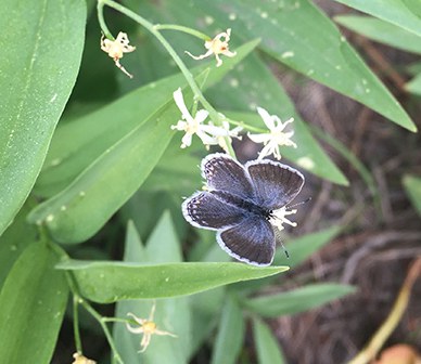 Western tailed blue butterfly. Photo: Land Trust.