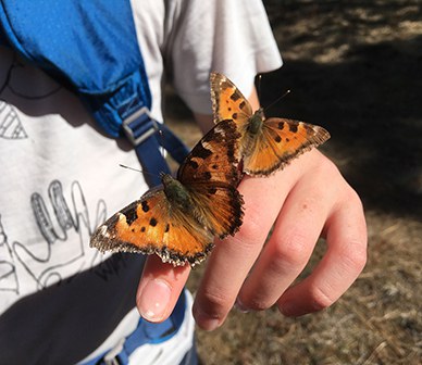 California tortoiseshell butterflies land on a hand at the Metolius Preserve. Photo: Land Trust.