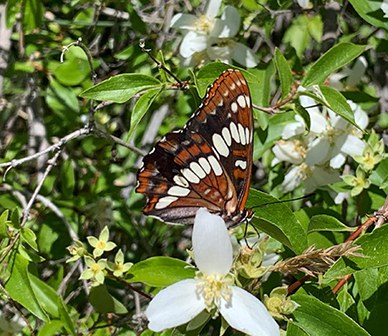 Lorquin's admiral butterfly lands on mock orange at Whychus Canyon Preserve. Photo: Land Trust.