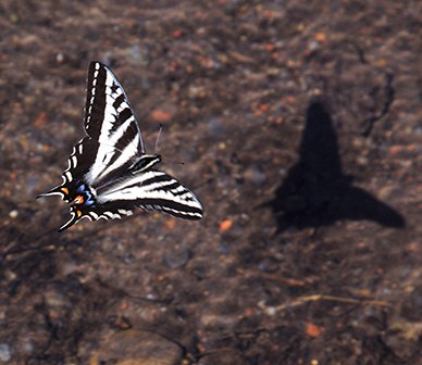 Pale tiger swallowtail butterfly in flight. Photo: Steve Pederson.