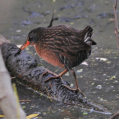 Wake up early to see birds like a Virginia rail at Camp Polk Meadow Preserve. Photo: Kris Kristovich.