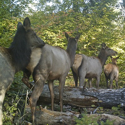 Elk leaving tracks at the Metolius Preserve. Photo: Land Trust.