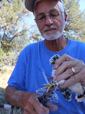 Volunteer Ken Hashagen bands a kestrel. Photo: Land Trust.