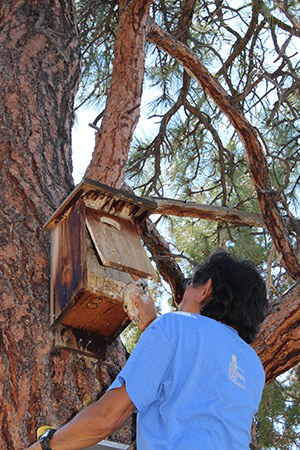 Volunteer Satch Esperancilla returns a baby kestrel to its nest box. Photo: Land Trust.