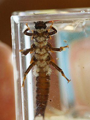 A stonefly larvae in a box during a sampling outing. Photo: Gary Miller.