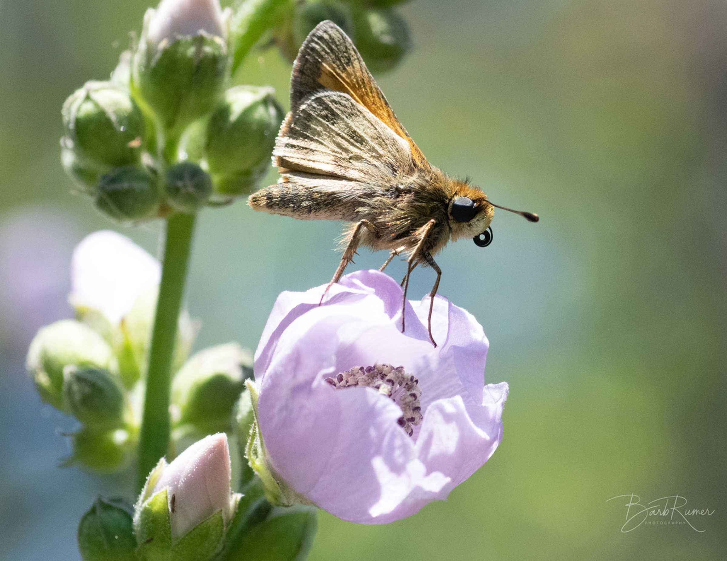 Butterfly or Moth? How to Tell the Difference — Deschutes Land Trust