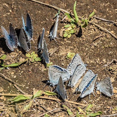 Butterflies with their wings closed. Photo: Charlie Chaffee.