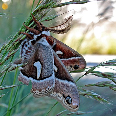 Look at the short legs and stocky body (and feathery antennae!) of the cercropia moth. Photo: Lisa Bagwell.