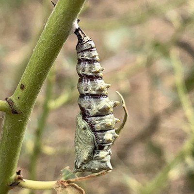 The smooth, hard chrysalis of a California tortoiseshell butterfly. Photo: Land Trust.