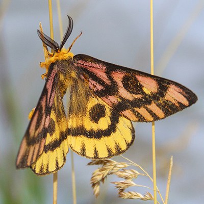 The colorful elegant day moth. Photo: Sue Anderson.