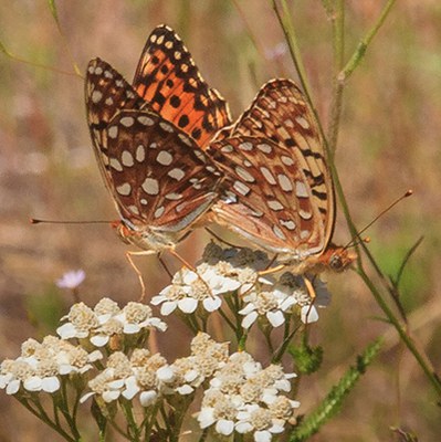 Butterflies have a small club on the end of their antennae. Photo: Sue Anderson.