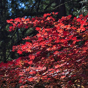 Brilliant red vine maples light up the forest. Photo: Jay Mather. 