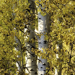 Look for bright yellow aspen leaves like these at Shevlin Park. Photo: Wasim Muklashy.