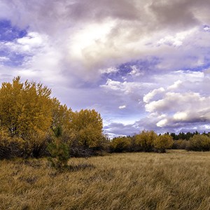 Fall colors at Indian Ford Meadow Preserve. Photo: Wasim Muklashy.