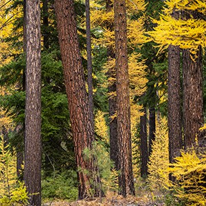 Golden larch trees in the fall. Photo: Wasim Muklashy.
