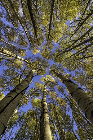 Aspen grove at Camp Polk Meadow Preserve. Photo: Wasim Muklashy.